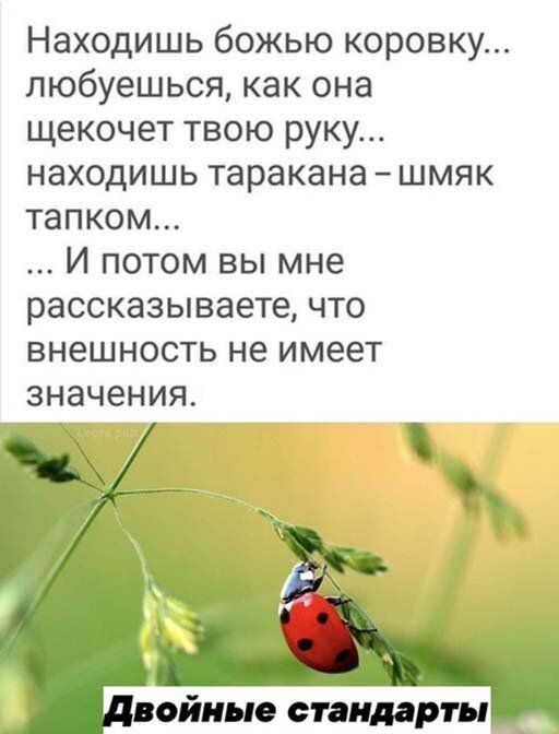 Находишь божью коровку пюбуешься как она щекочет твою руку находишь таракана шмяк тапком И потом вы мне рассказываете что внешность не имеет значения войиые стандарты