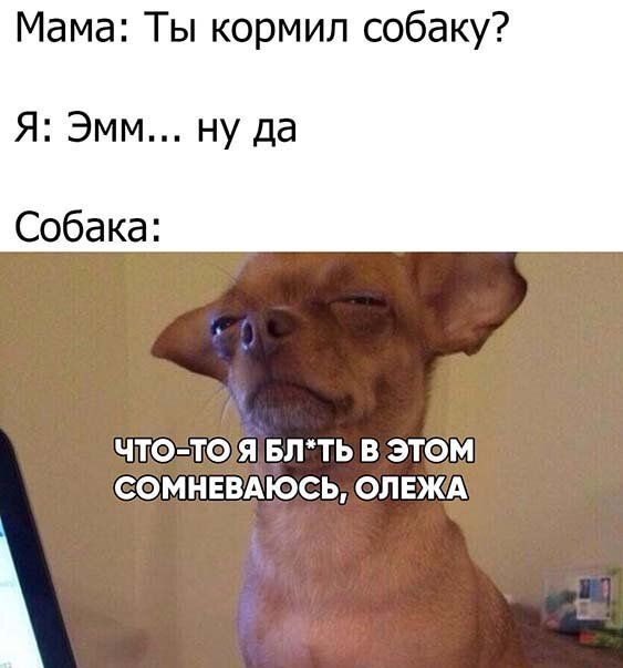 Мама Ты кормил собаку Я Эмм ну да Собака ЧТО ТО Я БЛТЬ В ЭТОМ СОМНЕВАЮСЬ ОЛЕЖА
