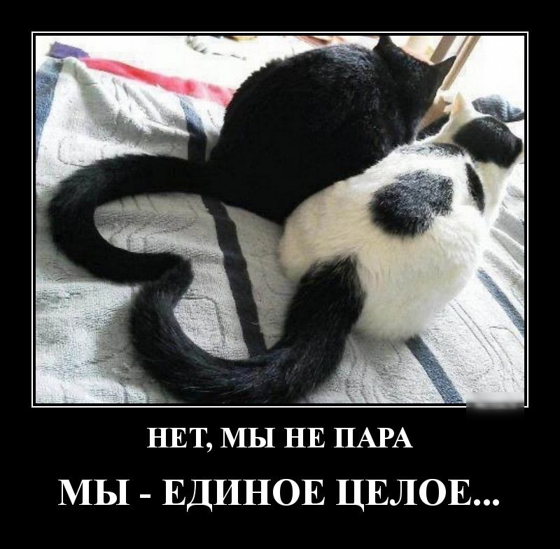НЕТ МЫ НЕ ПАРА МЫ ЕДИНОЕ ЦЕЛОЕ