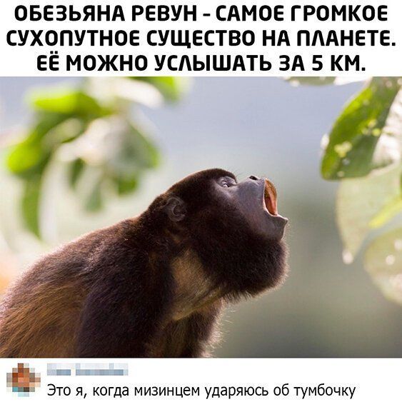 ОБЕЗЬЯНА РЕВУН САМОЕ ГРОМКОЕ СУХЧПУТНОЕ СУЩЕСТВО НА ПААНЕТЕ ЕЕ МОЖНО УСАЫШАТЬ ЗА 5 КМ 7 1 Ёп Это я когда мизинцем ударяюсь об тумбочку