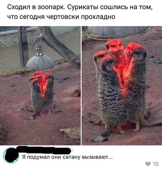СХОДИЛ В ЗООПЭрК СУРИКЗТЫ СОШПИСЬ НЗ ТОМ ЧТО СЕГОДНЯ ЧЕРТОБСКИ ПрОХЛЭДНО Я подумал они сатану вызывают