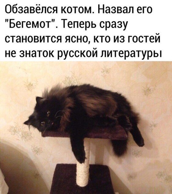 обзавёлся котом Назвал его Бегемот Теперь сразу становится ясно кто из гостей не знаток русской литературы