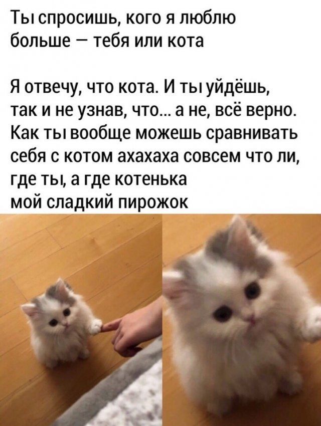 Ты спросишь кого я люблю больше тебя или кота Я отвечу что кота И ты уйдёшь так и не узнав что а не всё верно Как ты вообще можешь сравнивать себя с котом ахахаха совсем что ли где ты а где котенька мой сладкий пирожок