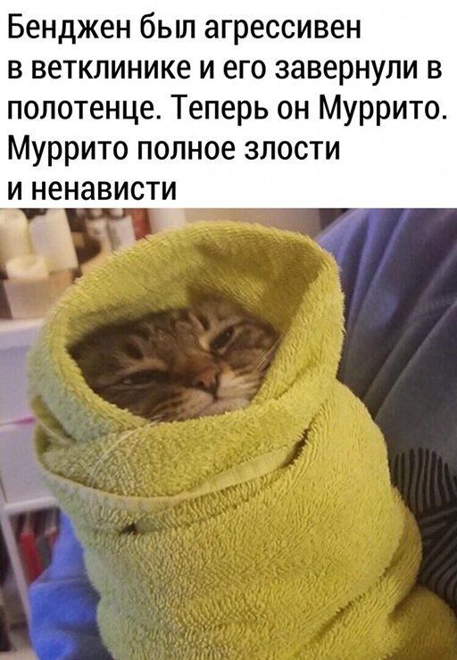 Бенджен был агрессивен в ветклинике и его завернули в полотенце Теперь он Муррито Муррито полное злости и ненависти