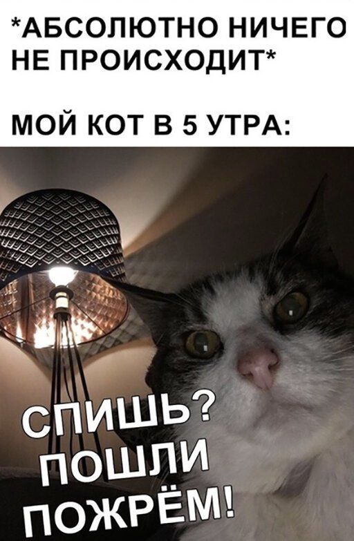 АБСОЛЮТНО НИЧЕГО НЕ ПРОИСХОДИТ мой кот в 5 УТРА