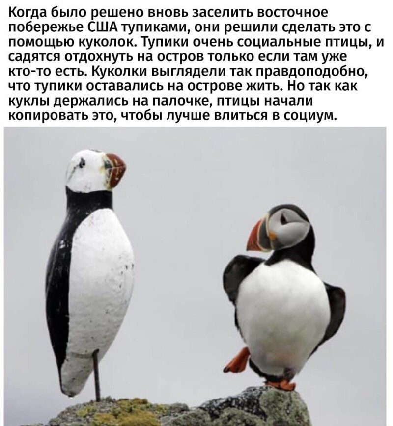 Когда было решено вновь заселить восточное побережье США тупиками они решили сделать это с помощью кукопок Тупики очень социальные птицы и садятся отдохнуть на остров только если там уже кто то есть Куколки выглядели так правдоподобно что тупики осгавапись на осгрове жить Но так как куклы держались на палочке птицы начали копировать это чтобы лучше влиться в социум