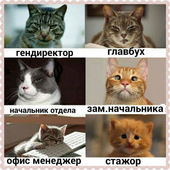 начальник отдела о иёТленеджер стажор