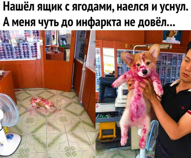 Нашёл ящик с ягодами наелся и уснул А меня чуть до инфаркта не довёл а