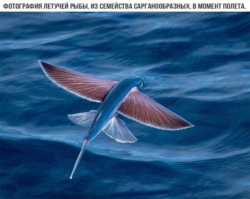ФОТОГРАФИЯ ПЕТУЧЕ ЫБЫ ИЗ СЕМЕЙСТВА БАР ОБРАЗНЫХ В МОМЕНТ ППЛЕТА
