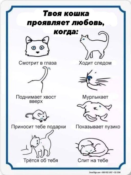 Твоя кошка проявляет любовь когда Смотрит в глаза Ходит следом ц Поднимает хвост Мурпыкает вверх Приносит тебе подарки Показывает пузико Трется об тебя Спит на тебе ___ щм