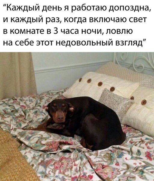 Каждый день я работаю допоздна и каждый раз когда включаю свет в комнате в 3 часа ночи ловлю на себе этот недовольный взгляд
