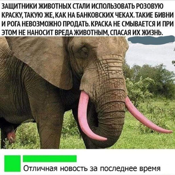 ЗАЩИТНИКИ ЖИВОТНЫХ СТАЛИ ИСПОЛЬЗОВАТЬ РОЗОВУЮ КРАСКУ ТАКУЮ ЖЕКАК НА БАНКОВСКИХ ЧЕКАХТАКИЕ БИВНИ И РОТА НЕВОЗМОЖНО ПРОДАТЬ КРАСКА НЕ СМЫВАЕТСЯ И ПРИ ЭТОМ НЕ НАНОСИТ ВРЕДА ЖИВОТНЫМ СПАСАЯ ИХ ЖИЗНЬ