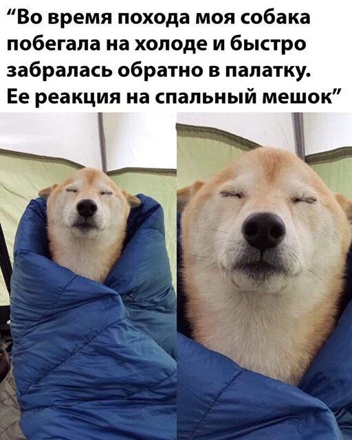 Во время похода моя собака побегала на холоде и быстро забралась обратно в палатку Ее реакция на спальный мешок