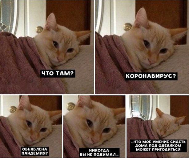 ЧТО ТАМ КОРОНАВИРУС что мы умвии сидпь домд под оп можп пвигодиися овъявлкид ПАМАЕМИЯ МИХШАА и подумдл