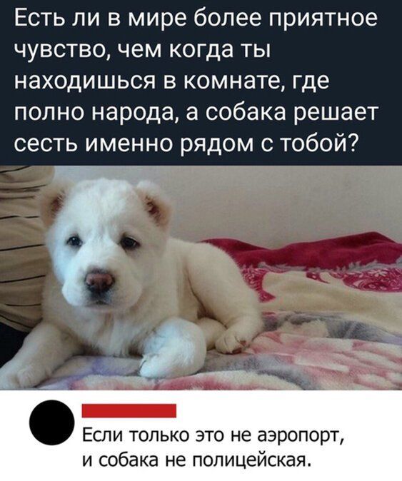 Есть ли в мире более приятное чувство чем когда ты находишься в комнате где полно народа а собака решает сесть именно рядом с тобой Если только это не аэропорт и собака не полицейская