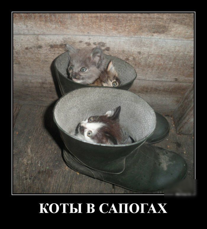 _ КОТЬ1 В САПОГАХ