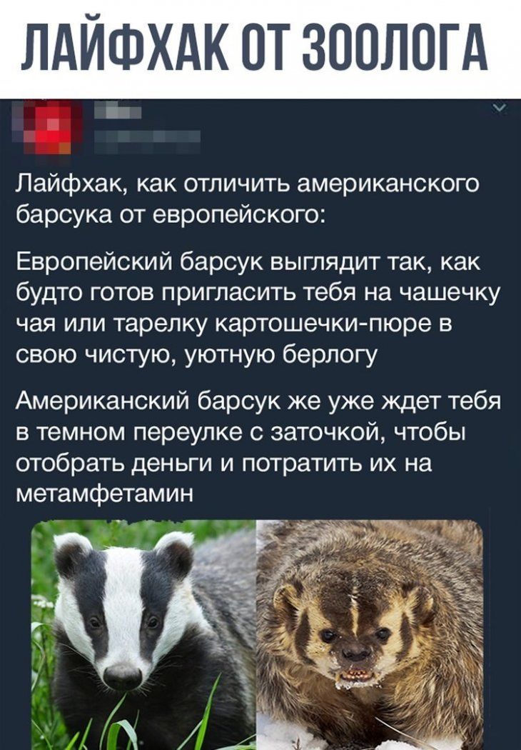 ЛАЙФХАК ОТ ЗООЛОГА Лайфхак как отличить американского барсука от европейского Европейский барсук выглядит так как будто готов пригласить тебя на чашечку чая или тарелку картошечки пюре в свою чистую уютную берлогу Американский барсук же уже ждет тебя в темном переулке с заточкой чтобы отобрать деньги и потратить их на метамфетамин