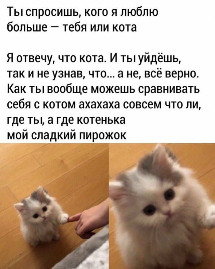 Ты спросишь кого я люблю больше тебя или кота Я отвечу что кота И ты уйдёшь так и не узнав что а не всё верно Как ты вообще можешь сравнивать себя с котом ахахаха совсем что ли где ты а где котенька мой сладкий пирожок