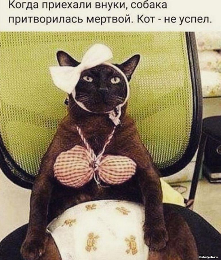 огда приехали внуки соака притворипась мертвой Кот не успел
