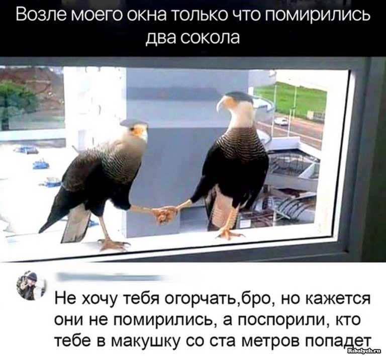 ВОЗЛЭ МОЭГО ОКНЭ ТОЛЬКО ЧТО ПОМИОИЛИСЬ ДВЭ СОКОЛЭ А а Не хочу тебя огорчатьбро но кажется они не помирились а поспорили кто тебе в макушку со ста метров попаёет