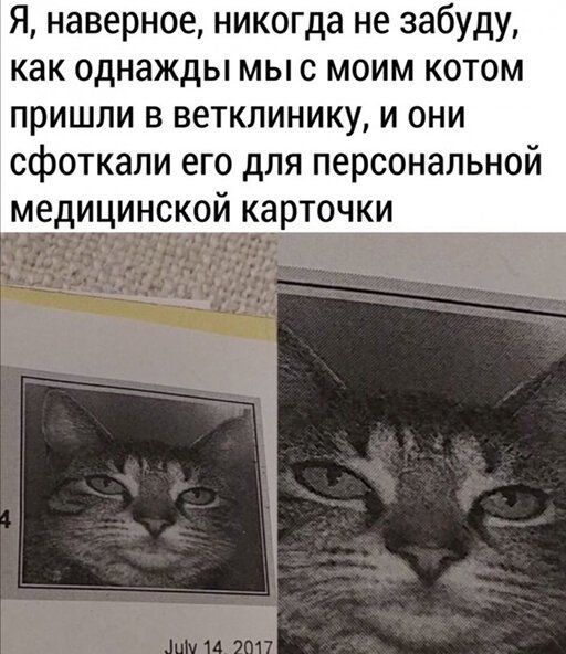 Я наверное никогда не забуду как однажды мы с моим котом пришли в ветклинику и они сфоткали его для персональной медицинской карточки