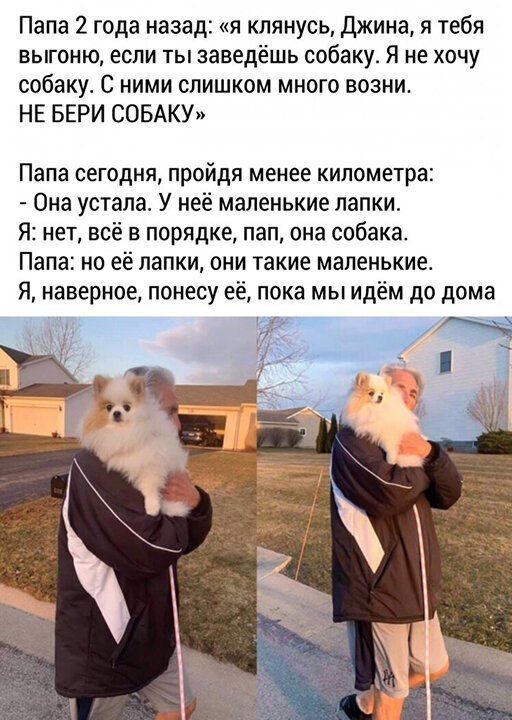 Папа 2 года назад я клянусь джина я тебя выгоню если ты заведёшь собаку Я не хочу собаку С ними слишком много возни НЕ БЕРИ СОБАКУ Папа СЕГОДНЯ пройдя менее километра Она устала У неё маленькие папки Я нет всё в порядке пап она собака Папа но ее папки они такие маленькие