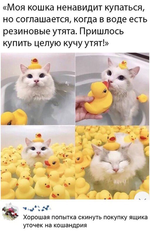 Моя кошка ненавидит купаться но соглашается когда в воде есть резиновые утята Пришлось купить целую кучу утят чёа Хорошая ПОПЫТКЭ СКИНУТЬ ПОКУПКУ ЯЩИКЭ утечек на кошандрия