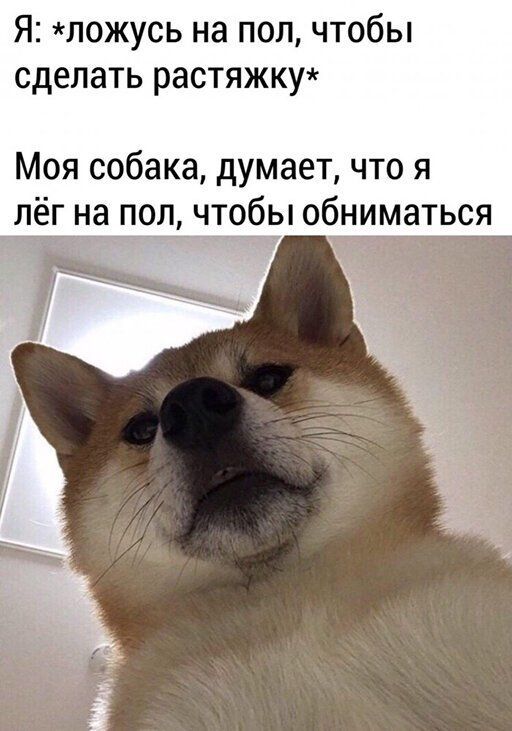 Я ложусь на пол чтобы сделать растяжку Моя собака думает что я лг на п9л_чтобр обниматься