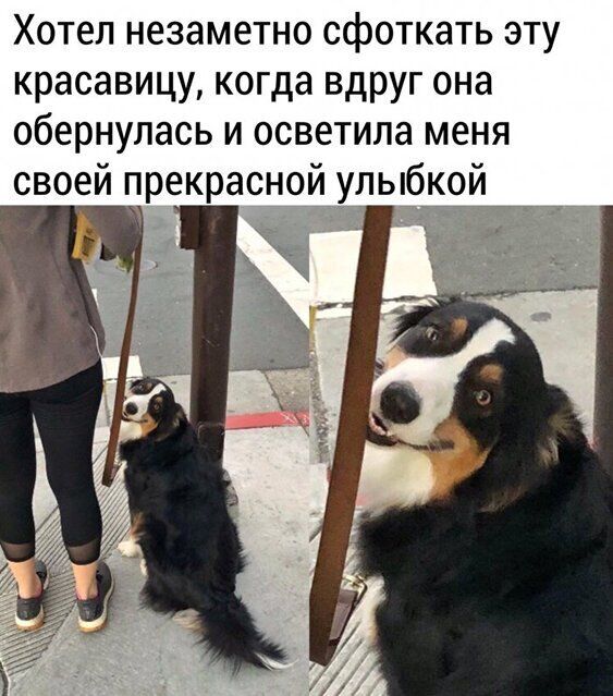 Хотел незаметно сфоткать эту красавицу когда вдруг она обернулась и осветила меня своей прекрасной улыбкой _
