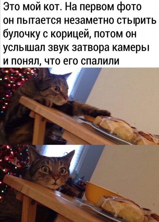 Это мой кот На первом фото он пытается незаметно стырить булочку с корицей потом он услышал звук затвора камеры и п п что его опалили 5