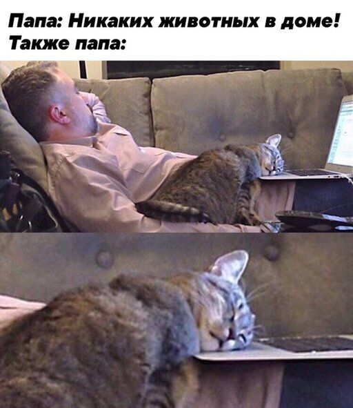 Папа Никаких животных в доме Также папа