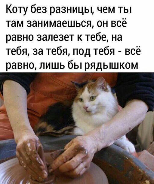 Коту без разницы чем ты там занимаешься он всё равно залезет к тебе на тебя за тебя под тебя всё равно лишь бы рядышком
