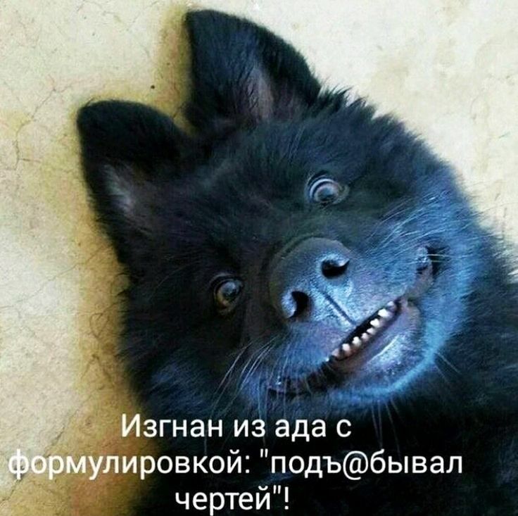 згнан из ада с ровкой подъбывал чертей