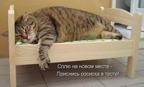 Сплю на новом месте Приснись сосиска в тесте