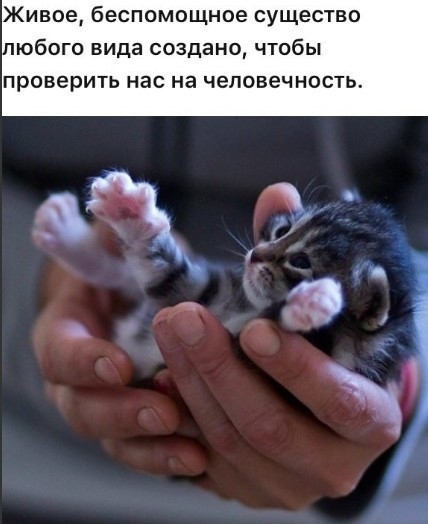 Живое беспомощное существо юбого вида создано чтобы проверить нас на человечность