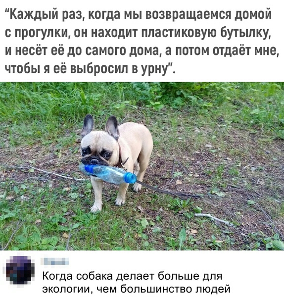 Каждый раз когда мы возвращаемся домой с прогулки он находит пластиковую бутылку и несёт её до самого дома а потом отдаёт мне чтобы я её выбросил в урну Когда собака делает больше для экологии чем большинство людей