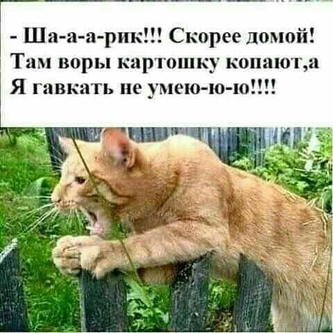 Ша а а рик Скорее домой лм воры картошку копаюта Я гавкать не умею ю ю