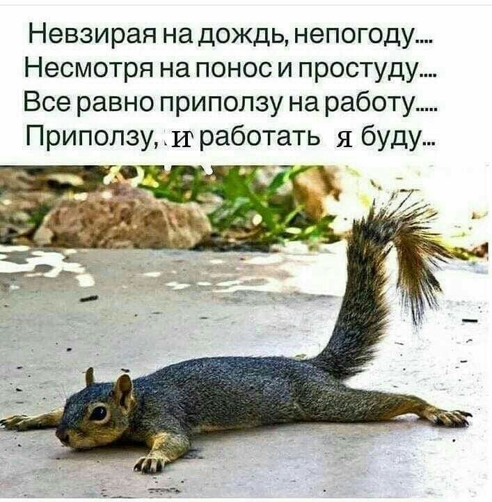Невзирая на дождь непогоду Несмотря на понос и простуду Все равно приползу на работу Приползу ий работать я буду