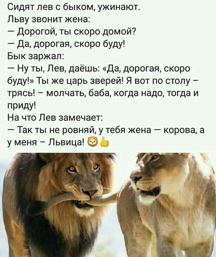 Сидят лев с быком ужинают Льву звонит жена Дорогой ты скоро домой Да дорогая скоро буду Бык заржал Ну ты Лев даёшь да дорогая скоро буду Ты же царь зверей Я вот по столу трясь молчать баба когда надо тогда и приду На что Лев замечает Так ты не ровняй у тебя жена корова у меня Львица ч