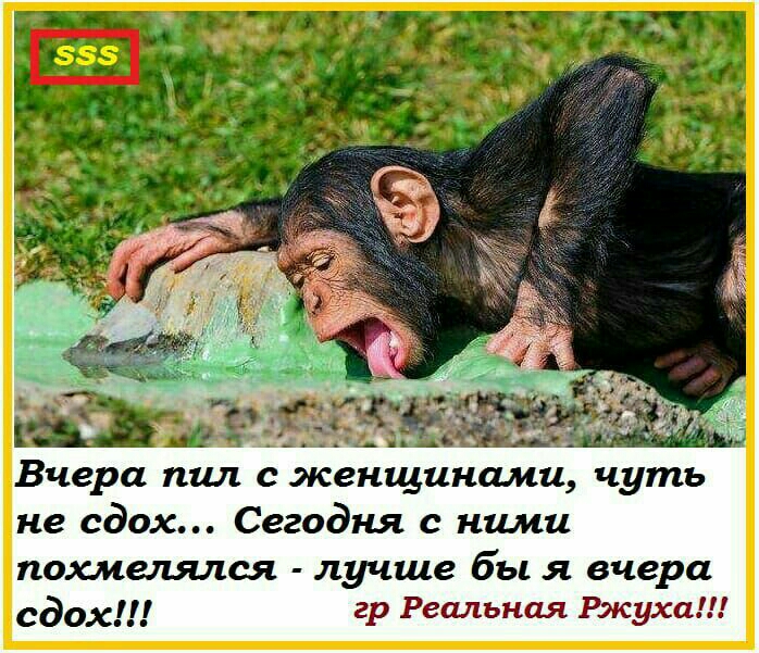 не сдох Сегодня с ними похмелялся лучше бы я вчера сдох гр Реальная Ржуха