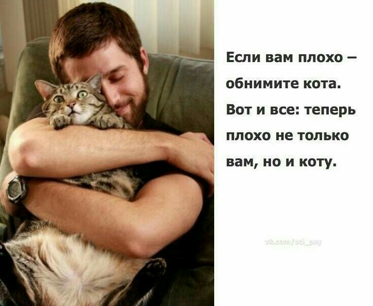Если вам плохо обнимите кота Вот и все теперь плохо не только вам но и коту