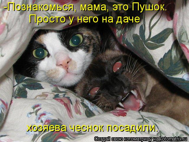чеснок посадмгт котоматр_ицУЩа иоіоташх