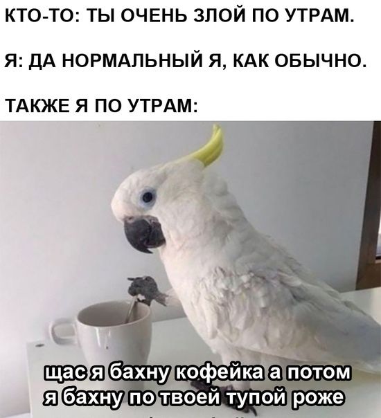 КТО ТО ТЫ ОЧЕНЬ ЗЛОЙ ПО УТРАМ Я ДА НОРМАЛЬНЫЙ Я КАК ОБЫЧНО ТАКЖЕ Я ПО УТРАМ 5 бахну ко дкада потом а бахну потёбе тупой роже