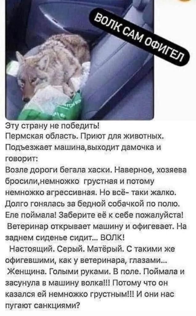 Эту страну не победить Пермская область Приют для животных Подъезжает машинавыходит дамочка и говорит Возле дороги бегала хаски Наверное хозяева бросипцнемножко грустная и потому немножко агрессивнаж Но всё таки жалко Долго гоняпась за бедной собачкой по пото Еле поймала Заберите ее к себе пожалуйста Ветеринар открывает машину и оФигевает На заднем сиденье сидит ВОЛК Настоящий Серый Матёрый С таки