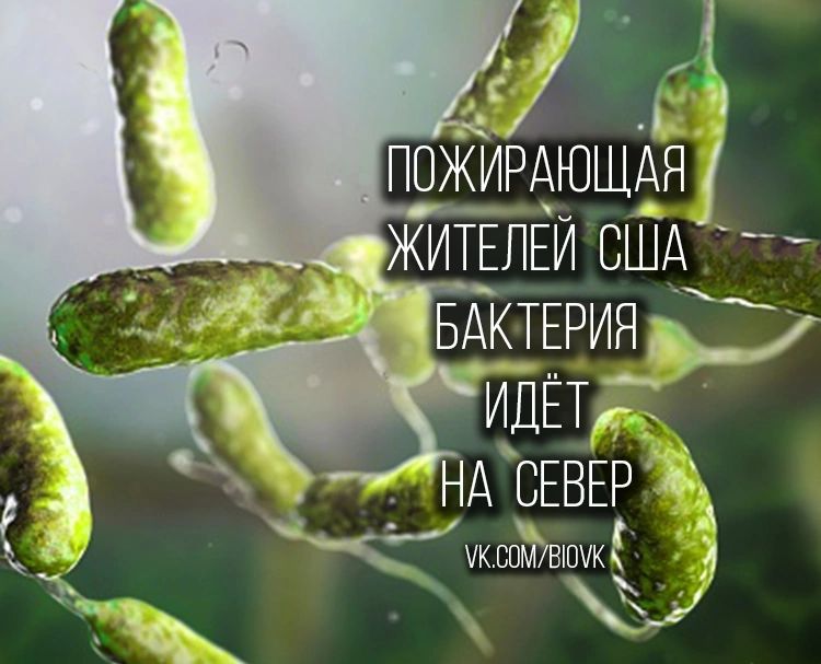 БАКТЕРИЯЁ иди иксптвшикь 1 Ф д
