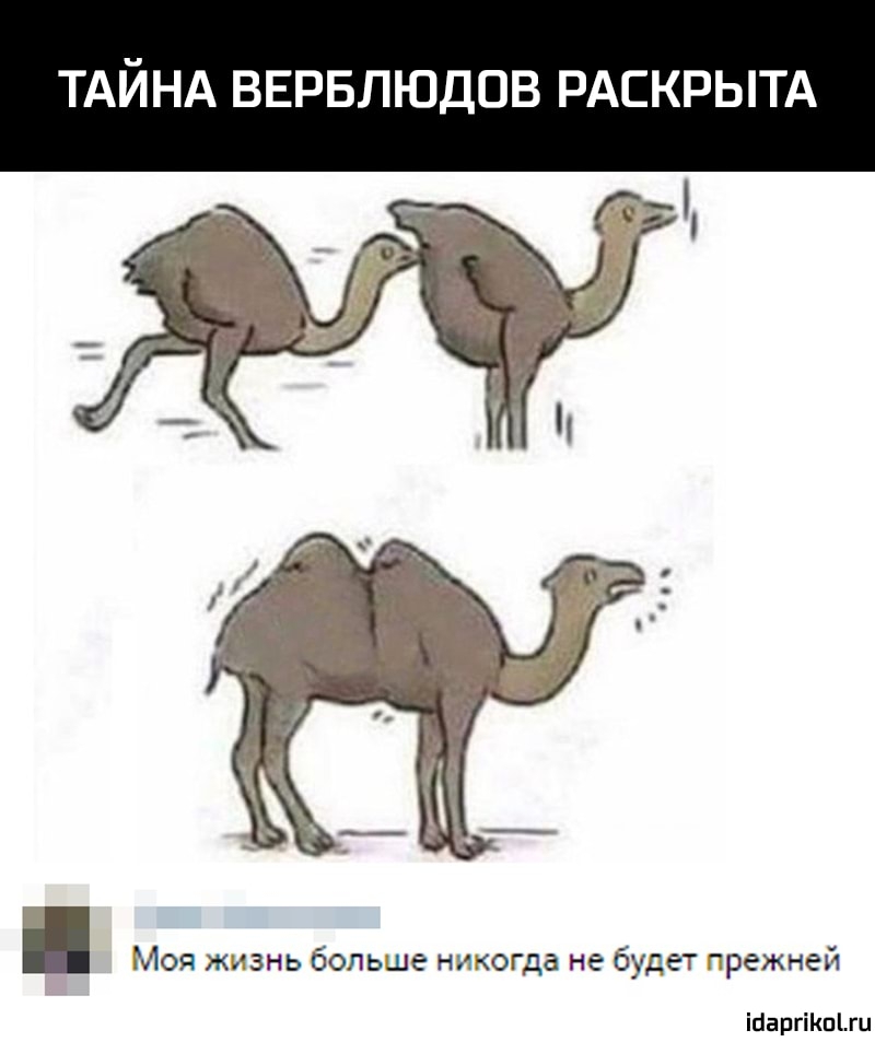 ТАЙНА ВЕРБЛЮДОВ РАСКРЫТА Ы Моя жизнь больше никогда не будет прежней ігіаргіКпЦи