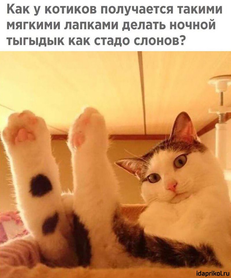 Как У КОТИКОВ получается такими МЯГКИМИ лапками делать НОЧНОЙ ТЫГЫдЫК как стадо СЛОНОВ