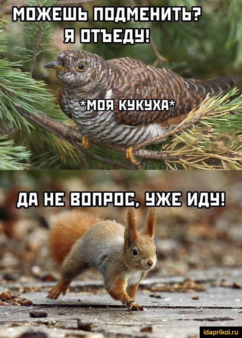 йЁЖЁШЁ ппдмЕнт ть я птъвдч