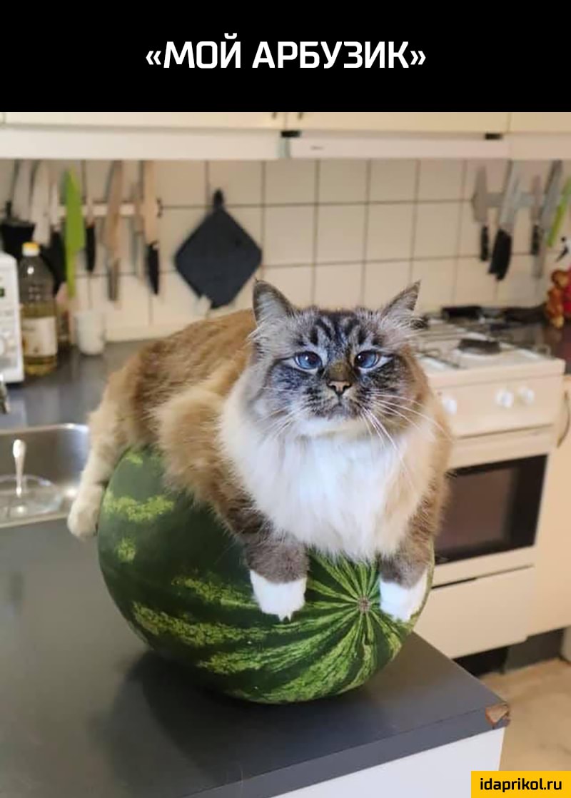 мой АРБУЗИК