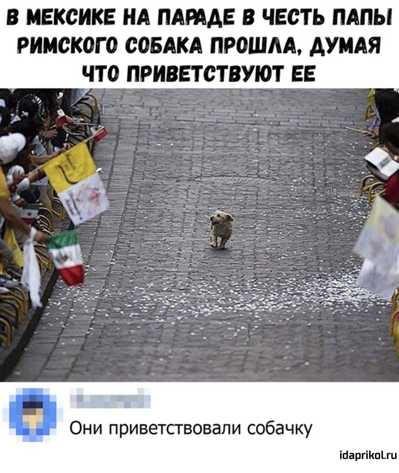 В МЕКСИКЕ НА ПАРААЕ В ЧЕСТЬ ПАПЫ РИМСКОГО СОБАКА ПРОШЛА АУМАЯ ЧТО ПРИВЕТСТВУЮТ ЕЕ Они приветсгвовали собачку ігіаргіКпЬги